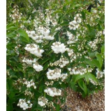 Deutzia scabra Candiidissma 1 Plants White Flowers Deciduous Shrubs
